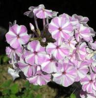 /album/phlox/phlox-natasja-jpg1/